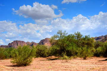 Sonora Desert