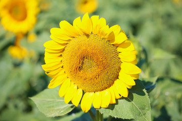 Beautiful sunflowers field