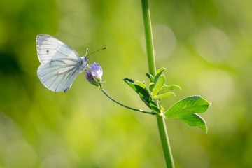 Großer Kohlweißling