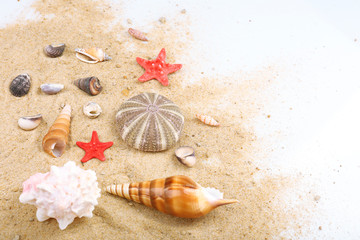 Fototapeta na wymiar Seashells on sand, close-up
