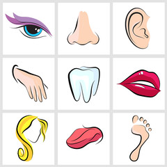 set of vector icons Human body parts