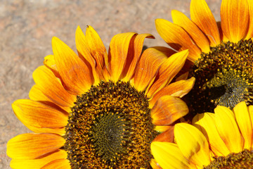 Obraz premium Beautiful sunflowers on stone outdoors