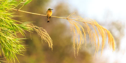 Fotobehang Colorful bee eater sitting on a branch © pwollinga