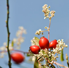 Hagebutten der Weinrose