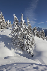 Wild Winter Landscape with spruce tree forest covered by snow