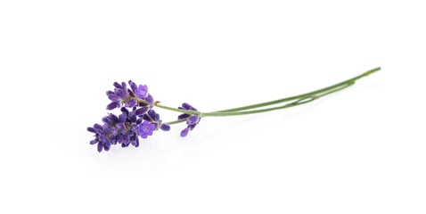 Fototapeta Lavender flowers isolated on white obraz