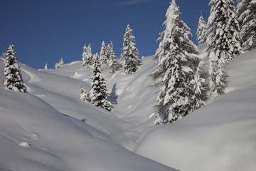 Fototapeta na wymiar Wild Winter Landscape with spruce tree forest covered by snow