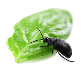 Black beetle isolated on white