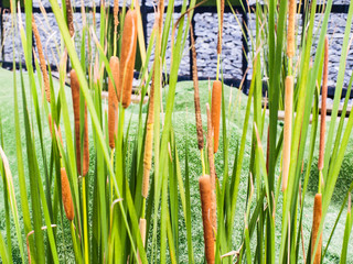 Fototapeta premium Cattails in nature
