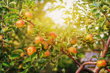 Red apples on apple tree branch