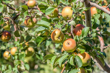 Red apples on apple tree branch