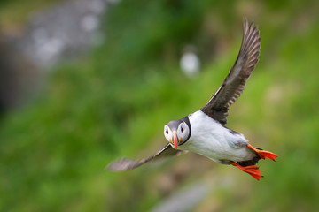 Puffin north sea farne island