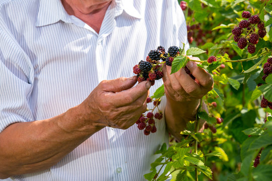 senior man picking blackberries