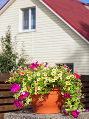 Flowerpot with petunia flowers near a home