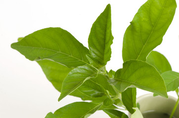 White crane flower  (Rhinacanthus nasutus (L.) Kurz)