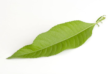 Obraz premium Ngai Camphor isolated on white background