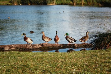 Fototapeta premium Group of wild ducks on the water tank