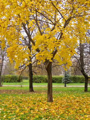 Naklejka premium Autumn. Yellow maple in autumn park