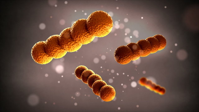 Bacteria - Streptococcus