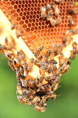 Pszczoły na plastrze miodu w pasiece