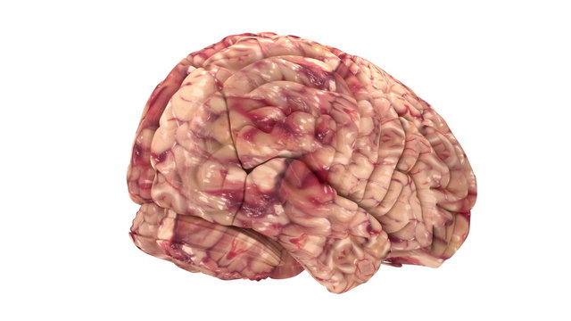 Anatomy Brain - Isolated on White