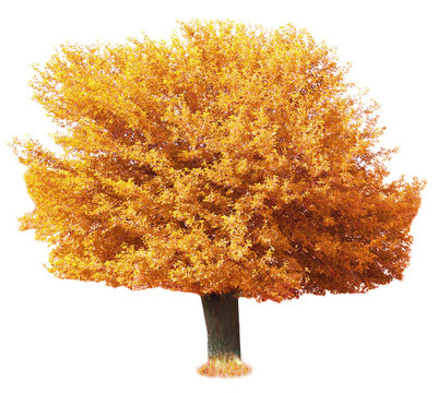 Fototapeta Autumnal big old tree isolated on white