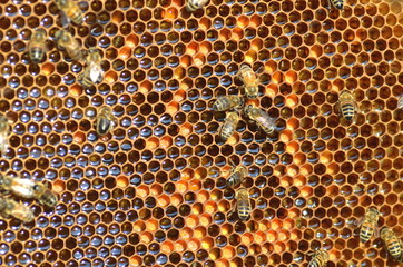 Pszczoły na plastrze miodu w pasiece - obrazy, fototapety, plakaty