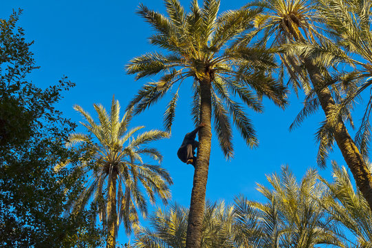 A worker climbing on a palm tree at  Tozeur, Tunisia