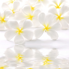 Fototapeta na wymiar white frangipani with water reflection