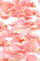 roses petals on white