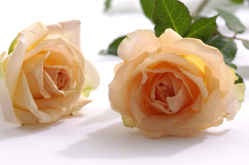 Two orange roses on a white background