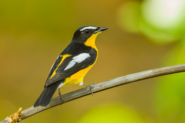 Back side Male Yellow-rumped flycatcher (Ficedula zanthopygia)