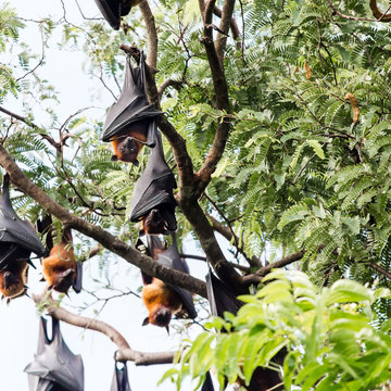 giant fruit bat on tree