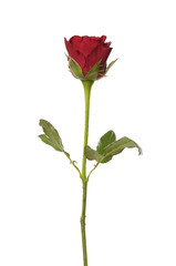 Single red rose on white - symbol of love