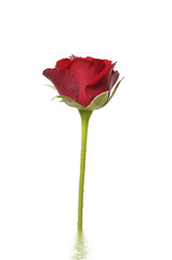 Single rose on background