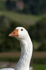 Gans