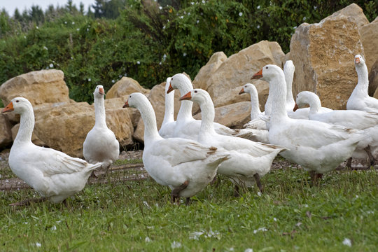 Gans Gruppe auf der Wiese frei laufend