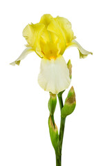 yellow iris isolated on white background
