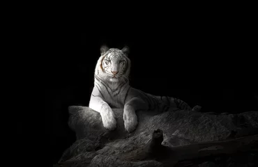 Rolgordijnen white bengal tiger © anankkml