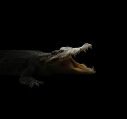 Papier Peint photo Lavable Crocodile croodon