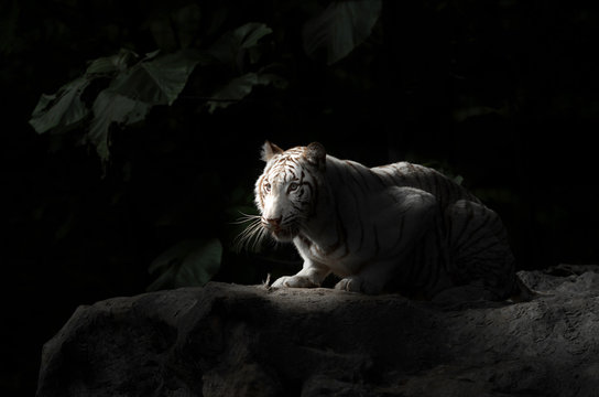Fototapeta white bengal tiger