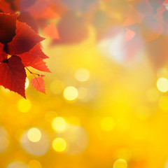 Naklejka na ściany i meble Abstract autumnal backgrounds with birch foliage