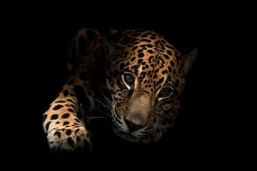 Abwaschbare Fototapete Panther Jaguar (Panthera onca) im Dunkeln