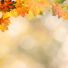 Naklejka na ściany i meble Abstract autumnal backgrounds wit yellow maple foliage