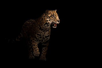 jaguar (panthera onca) in het donker