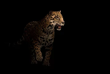 Wandcirkels plexiglas jaguar (panthera onca) in het donker © anankkml