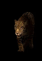 Foto op Plexiglas jaguar (panthera onca) in het donker © anankkml