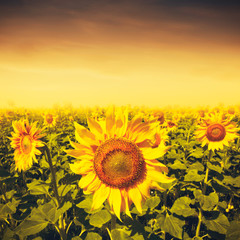 Beauty sunset over sunflowers field, environmental backgrounds