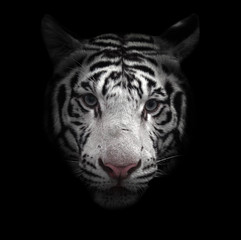 white bengal tiger face