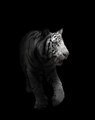 Tableaux ronds sur aluminium brossé Tigre white bengal tiger isolated
